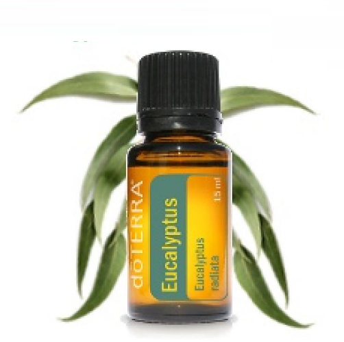 DoTerra Eucalyptus Esenciálny olej eukalyptus 15 ml